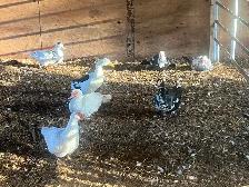 Ducks (Muscovy and variety) - Photo 5