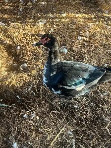 Ducks (Muscovy and variety) - Photo 7