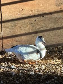 Ducks (Muscovy and variety) - Photo 9