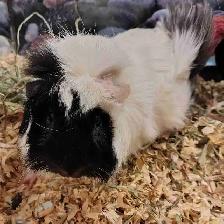guinea pigs