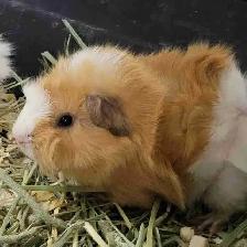 baby guinea pigs