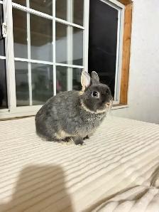 Sweet Female Netherland Dwarf Bunny