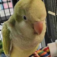 baby opline quaker parrot