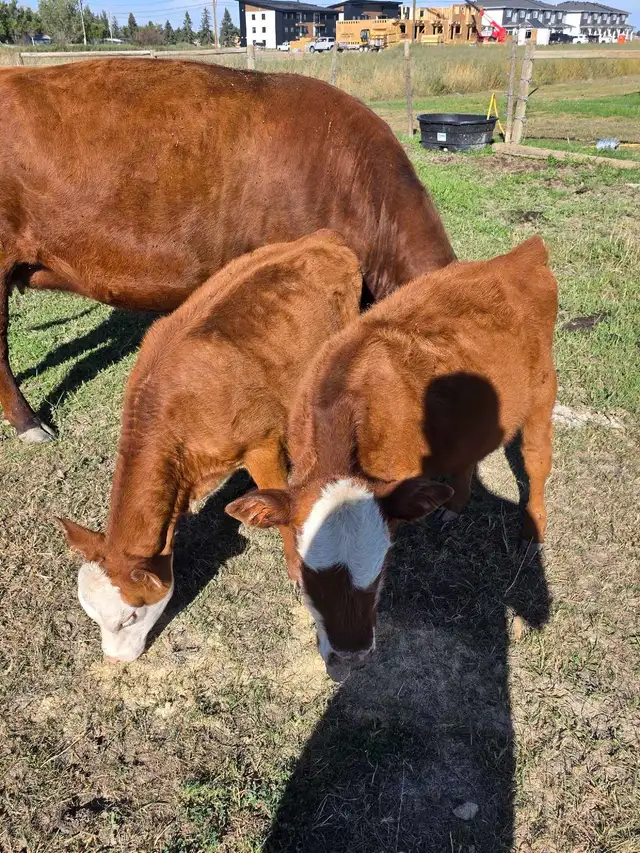 4 month old heifers