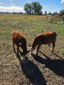 4 month old heifers - Photo 2