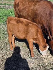 4 month old heifers - Photo 3