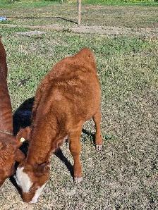 4 month old heifers - Photo 4