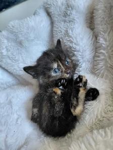 Beautiful RARE Kittens -Ready Now! - Photo 3