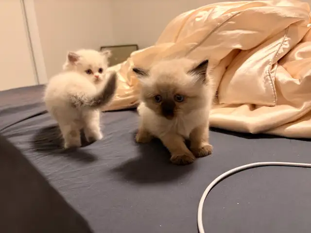 Pure Himalayan   Ragdoll Kittens for SALE