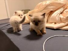 Pure Himalayan   Ragdoll Kittens for SALE
