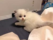 Pure Himalayan   Ragdoll Kittens for SALE - Photo 2
