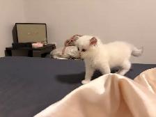 Pure Himalayan   Ragdoll Kittens for SALE - Photo 3
