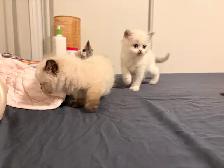 Pure Himalayan   Ragdoll Kittens for SALE - Photo 4