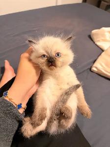 Pure Himalayan   Ragdoll Kittens for SALE - Photo 5
