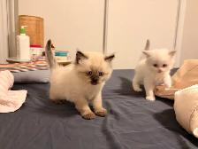 Pure Himalayan   Ragdoll Kittens for SALE - Photo 6