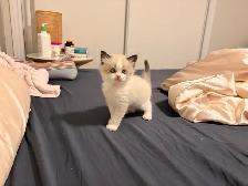 Pure Himalayan   Ragdoll Kittens for SALE - Photo 7