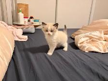 Pure Himalayan   Ragdoll Kittens for SALE - Photo 8