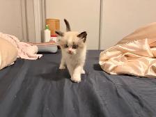 Pure Himalayan   Ragdoll Kittens for SALE - Photo 9