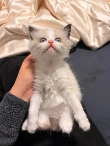 Pure Himalayan   Ragdoll Kittens for SALE - Photo 10