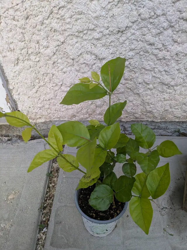 Jasmine Plant