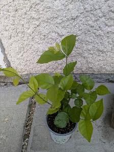 Jasmine Plant