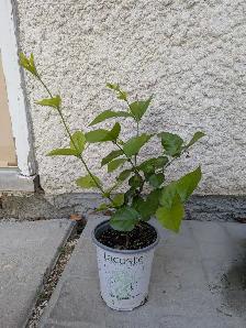 Jasmine Plant - Photo 2
