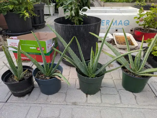 Aloe Vera Plants