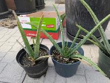 Aloe Vera Plants - Photo 2