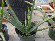 Aloe Vera Plants - Photo 3