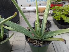 Aloe Vera Plants - Photo 4