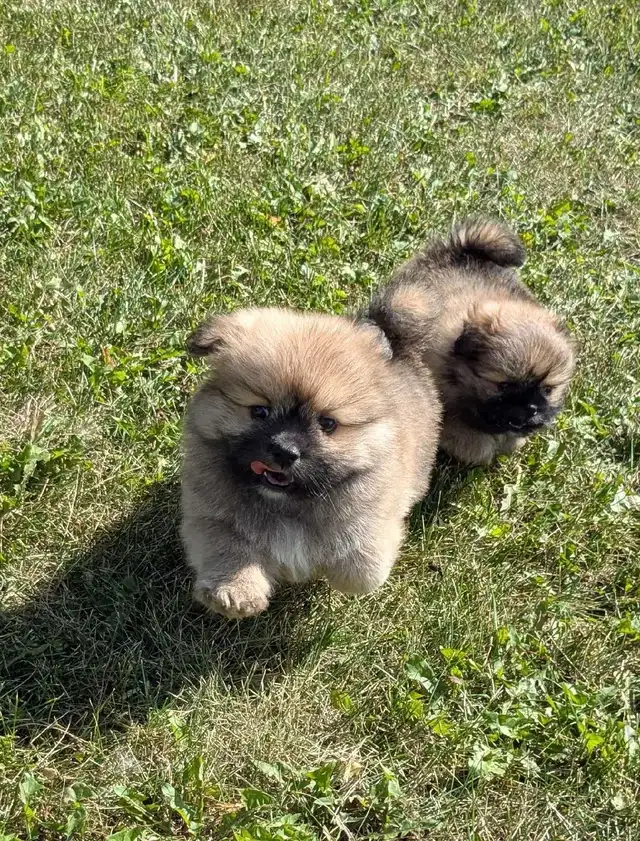 SHIH TZU/ POMERANIAN PUPPIES.  1 FEMALE & 1 MALE