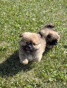 SHIH TZU/ POMERANIAN PUPPIES.  1 FEMALE & 1 MALE