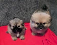 SHIH TZU/ POMERANIAN PUPPIES.  1 FEMALE & 1 MALE - Photo 2