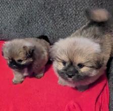 SHIH TZU/ POMERANIAN PUPPIES.  1 FEMALE & 1 MALE - Photo 3