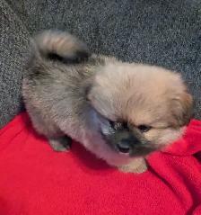 SHIH TZU/ POMERANIAN PUPPIES.  1 FEMALE & 1 MALE - Photo 4