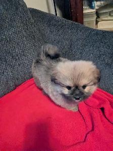 SHIH TZU/ POMERANIAN PUPPIES.  1 FEMALE & 1 MALE - Photo 5