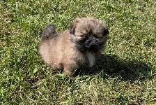 SHIH TZU/ POMERANIAN PUPPIES.  1 FEMALE & 1 MALE - Photo 6