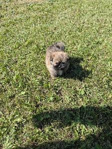 SHIH TZU/ POMERANIAN PUPPIES.  1 FEMALE & 1 MALE - Photo 7