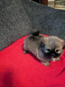 SHIH TZU/ POMERANIAN PUPPIES.  1 FEMALE & 1 MALE - Photo 8