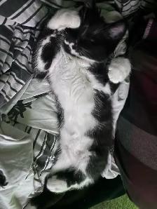 1 year old kitten