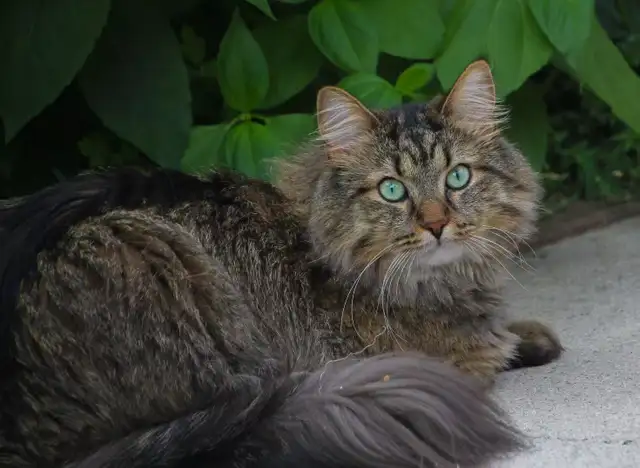 My Cat is Missing!
