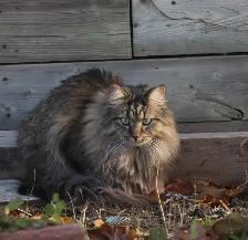 My Cat is Missing! - Photo 2