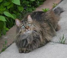 My Cat is Missing! - Photo 3