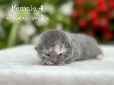 Adorable Kittens for Sale! 6 Reservations Available! - Photo 5