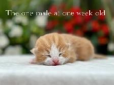 Adorable Kittens for Sale! 6 Reservations Available! - Photo 8