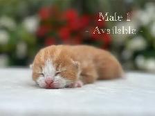 Adorable Kittens for Sale! 6 Reservations Available! - Photo 9