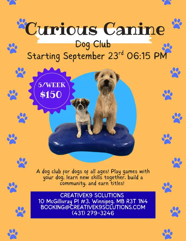 Curious Canine: Dog Training Club, Group Classes