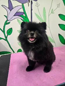 Professional Dog Grooming Winnipeg. Puppy, Senior   Breed Grooms - Photo 8