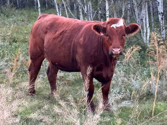 Papered Simmental heifers for sale