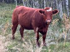 Papered Simmental heifers for sale